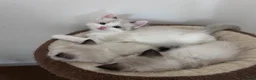 Ragdoll cats for sale: Stunning Ragdoll kittens💙&🩷 - Advert 25