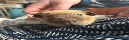 Guinea Pig rodents for sale: Lovely guinea pigs  - Advert 5