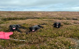 Flat coated Retriever dogs for sale: *2 Males* KC from working health tested parents - Image 15
