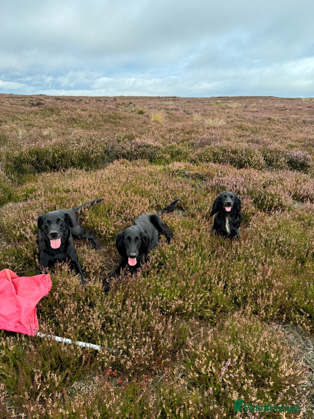 Flat coated Retriever dogs for sale: *2 Males* KC from working health tested parents - Image 15