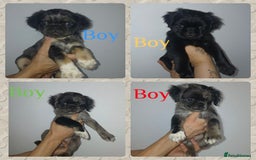 Pug dogs for sale: Pug puppies fluffy ready to leave  in Hemel Hempstead - Image 1