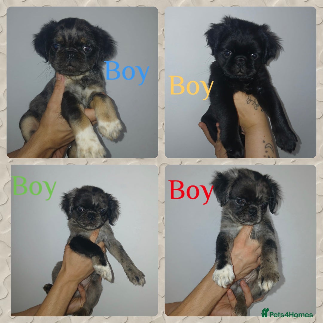 Pug dogs for sale: Pug puppies fluffy ready to leave  in Hemel Hempstead - Image 1