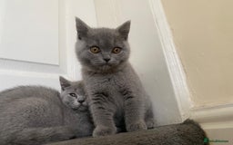 British Shorthair cats for sale: GCCF Active Championship line Blue & Lilac Kittens - Image 30