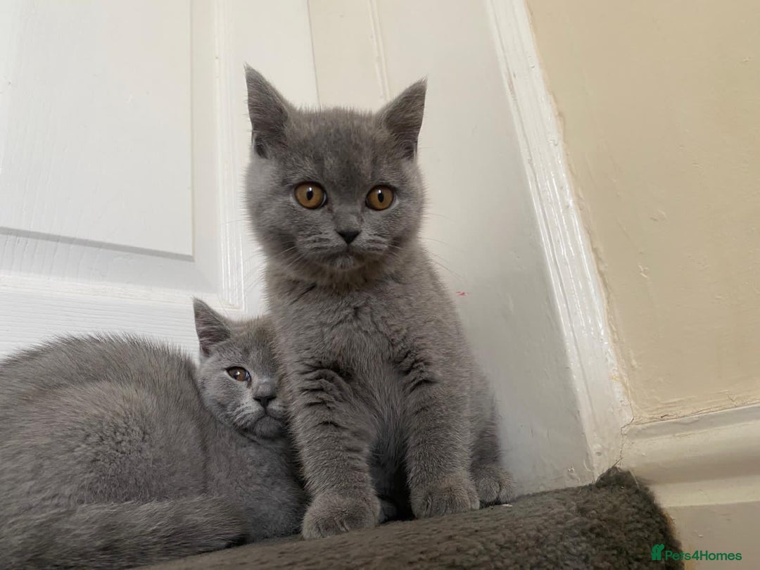 British Shorthair cats for sale: GCCF Active Championship line Blue & Lilac Kittens - Image 30