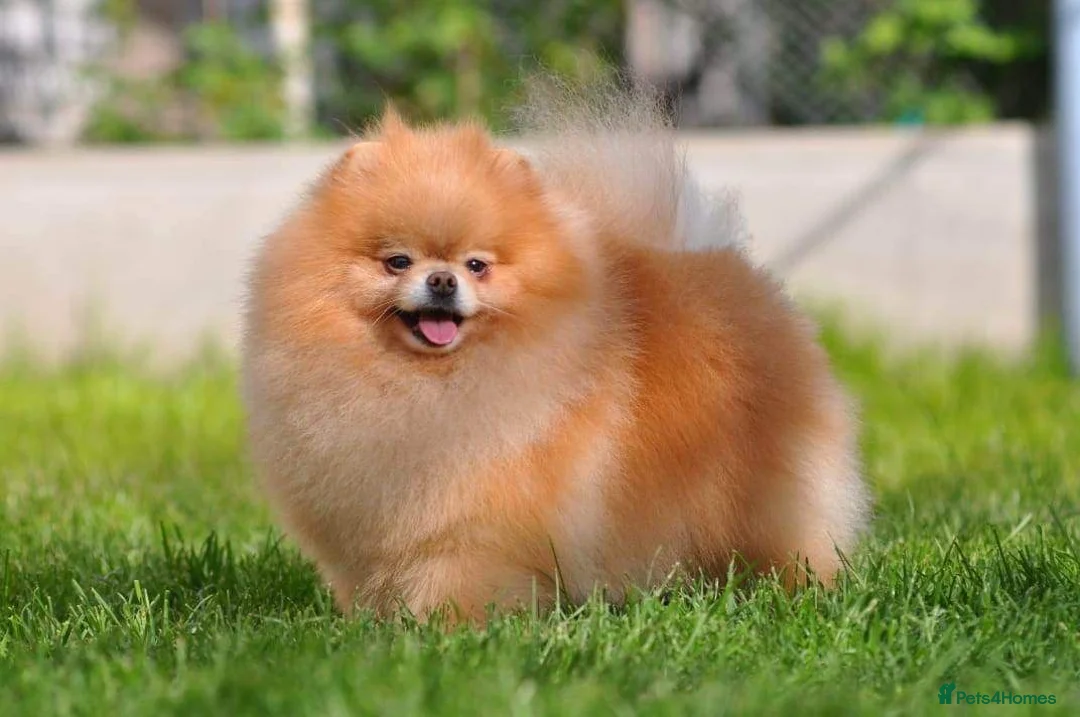 Pomeranian dogs for stud: 4 time Champion KC proven, 1,9kg 🏆 in Amersham - Advert 2