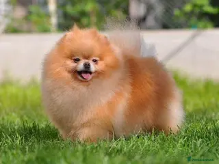 Pomeranian dogs 5 time Champion KC proven, 1,9kg 🏆 - Advert 9