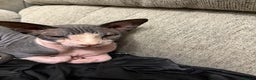 Mixed Breed cats for sale: 1/2 sphynx kittens - Advert 7