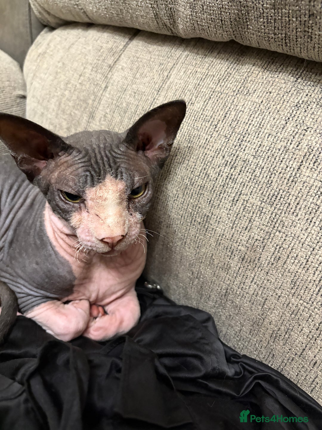 Mixed Breed cats for sale: 1/2 sphynx kittens - Advert 7