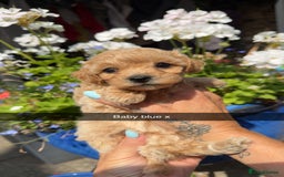 Poochon dogs for sale: Poochon Puppies - Image 25