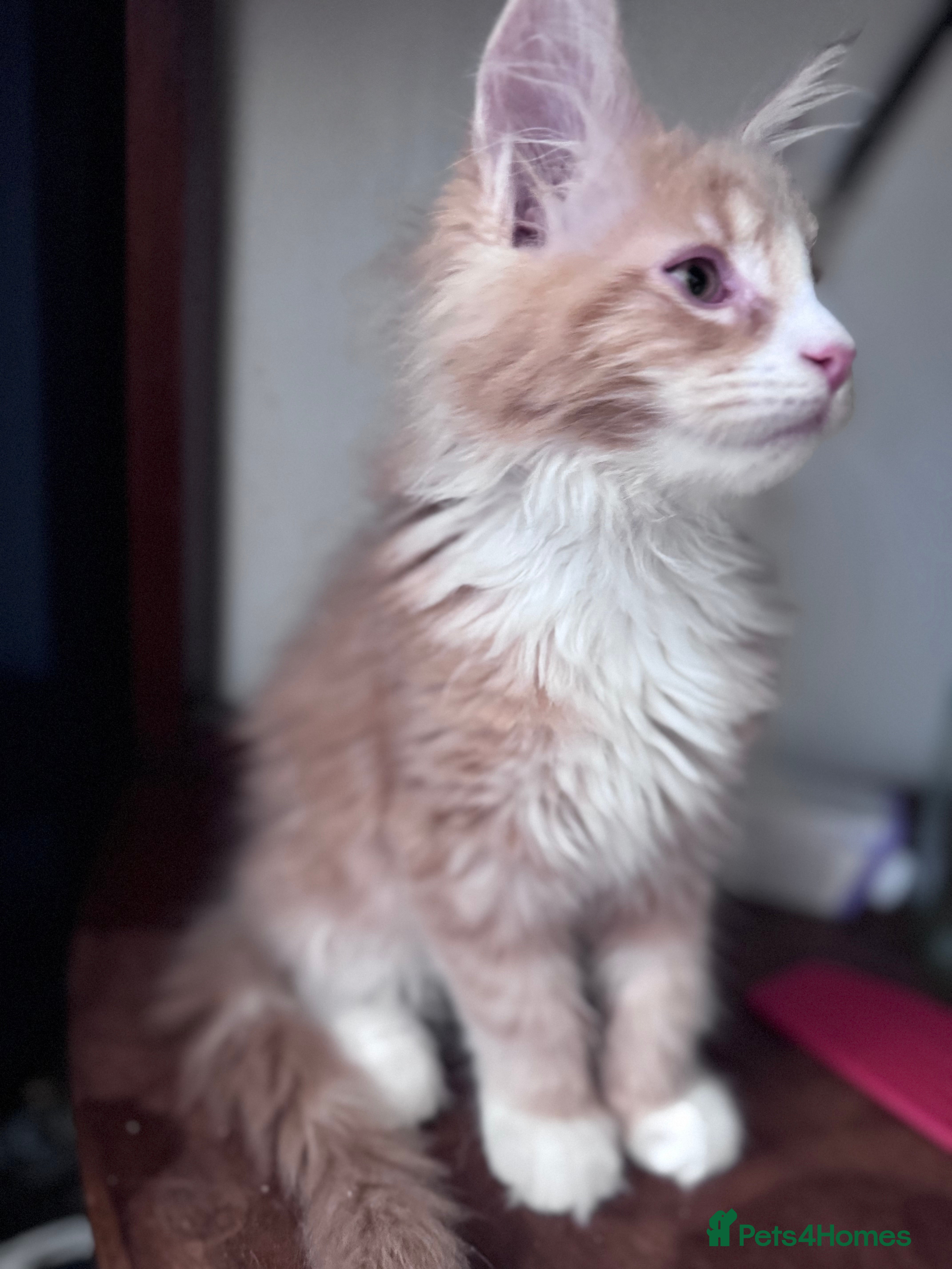 Maine Coon cats TICA registered polydactyl Maine Coon kittens 😻 - Advert 2