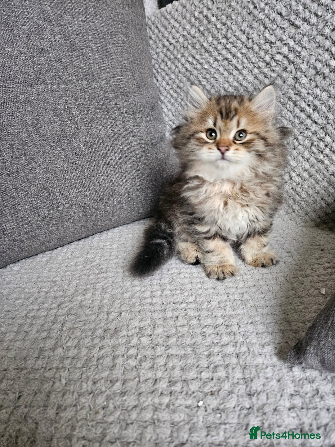 Siberian cats for sale: Pedigree Siberian Kittens from Loving Home - Advert 4