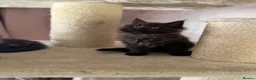 Maine Coon cats for sale: Tica registered black smoked male Maine coon - Advert 38