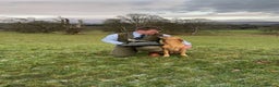 Labrador Retriever dogs for stud: Field Trial Champion Dark Yellow Labrador in Kinross - Advert 2