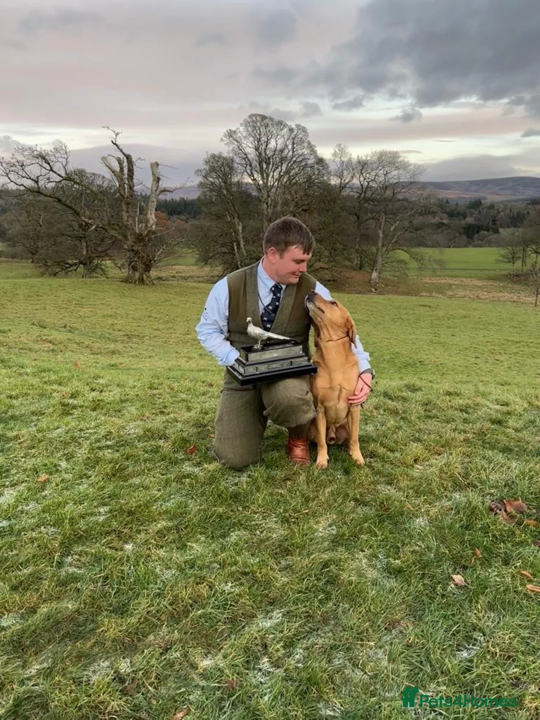 Labrador Retriever dogs for stud: Field Trial Champion Dark Yellow Labrador in Kinross - Advert 2