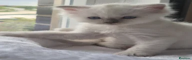 Ragdoll Kitten 2