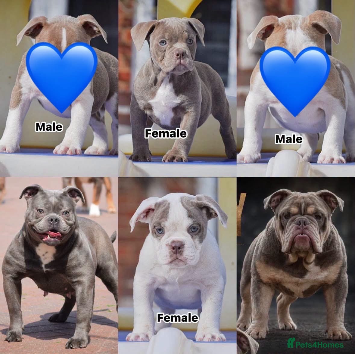 Old Tyme Bulldog dogs Trusted breeder of 24 years  - Advert 2