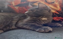 Maine Coon cats for sale: 🌟Ready now🌟 3 large Maine coons active available - Image 16