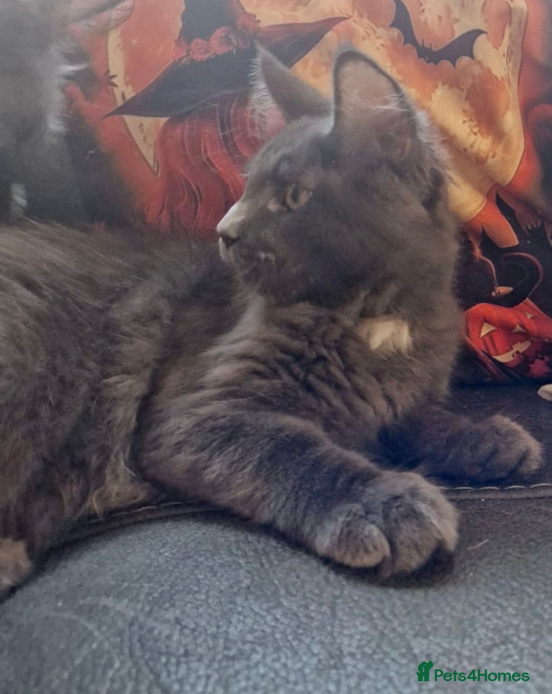 Maine Coon cats for sale: 🌟Ready now🌟 3 large Maine coons active available - Image 16