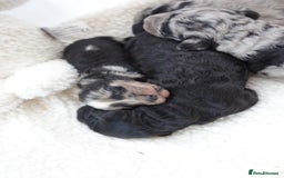 Sheepadoodle dogs for sale: Mini Sheepadoodle the wait is over!  - Image 11