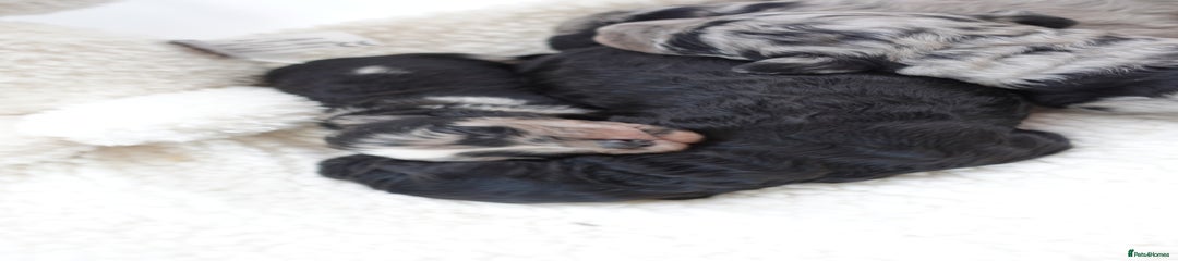 Sheepadoodle Puppy 3