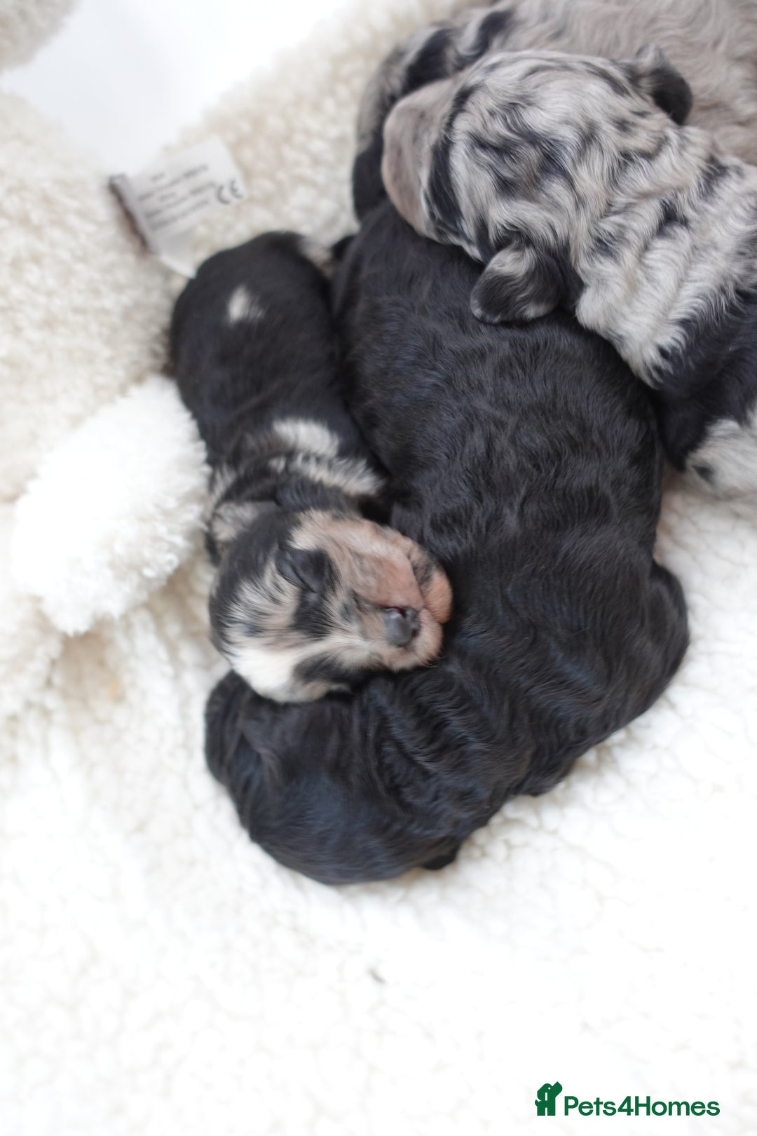 Sheepadoodle dogs for sale: Mini Sheepadoodle the wait is over!  - Image 11