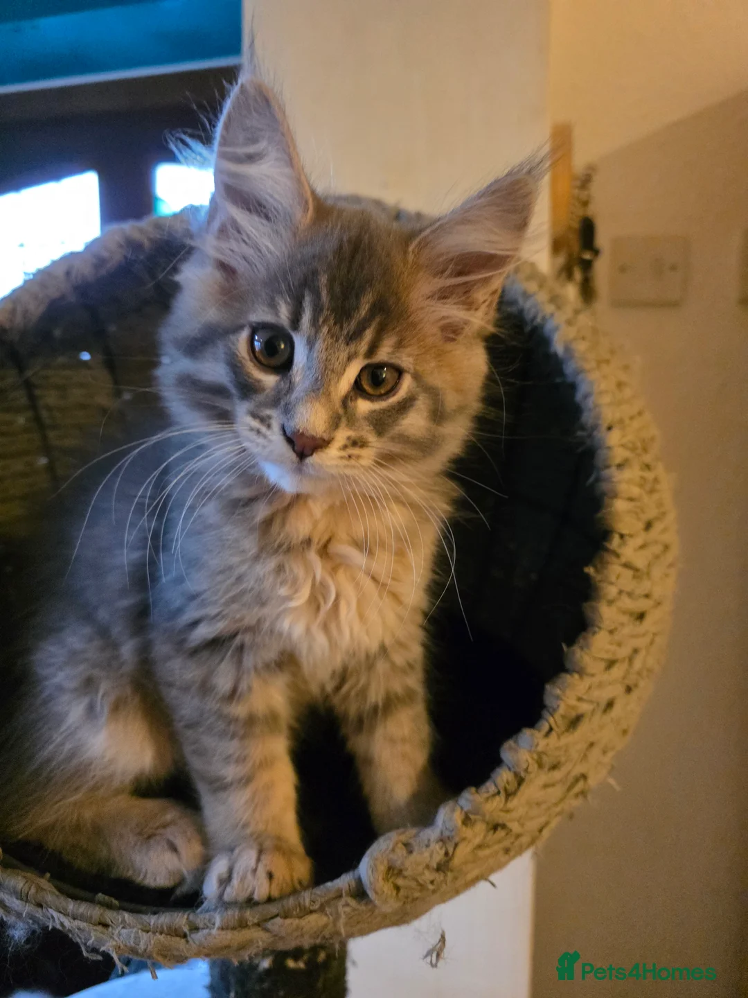 Maine Coon cats for sale: Beautiful Maine Coon Kittens 3 boys/ 2 girl  - Advert 6