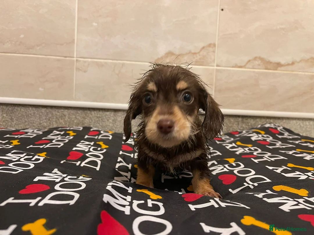 Doxiepoo dogs for sale: Doxiepoos ready for their new forever homes!!! - Advert 11