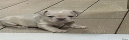 French Bulldog dogs for sale: Frenchie puppies  - Advert 3