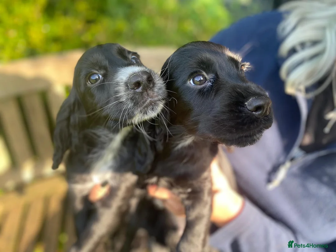 Cocker Spaniel dogs for stud: PROVEN,FULLY HEALTH TESTED Black&Tan Cocker Stud in Bristol - Advert 10