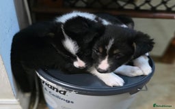 Border Collie dogs for sale: Stunning little litter of border collies  - Image 12