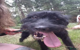 Mixed Breed dogs for adoption: Micky - Norwich Norfolk  - Image 6