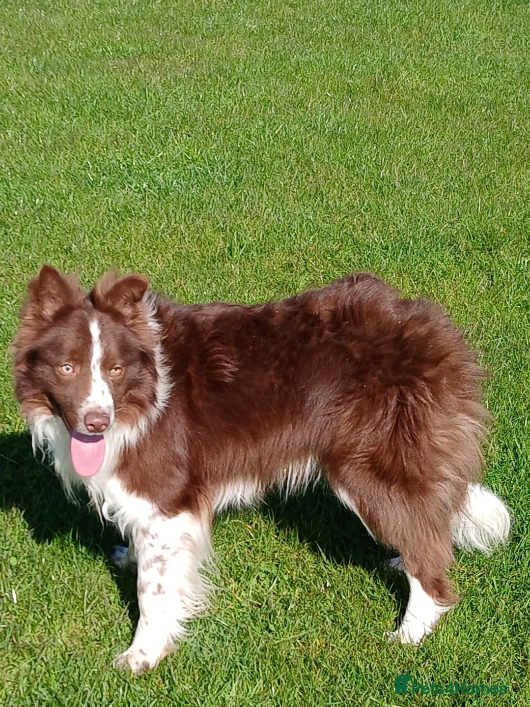 Border Collie dogs Whiterose Sam - Advert 1