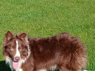 Border Collie dogs Whiterose Sam - Advert 1