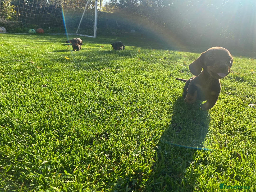 Dachshund dogs for sale: Miniature Dachshund Puppies ⭐️ only two left ⭐️ - Advert 18