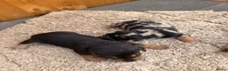 Jackshund dogs for sale: Jackshund puppys in Evesham - Advert 3