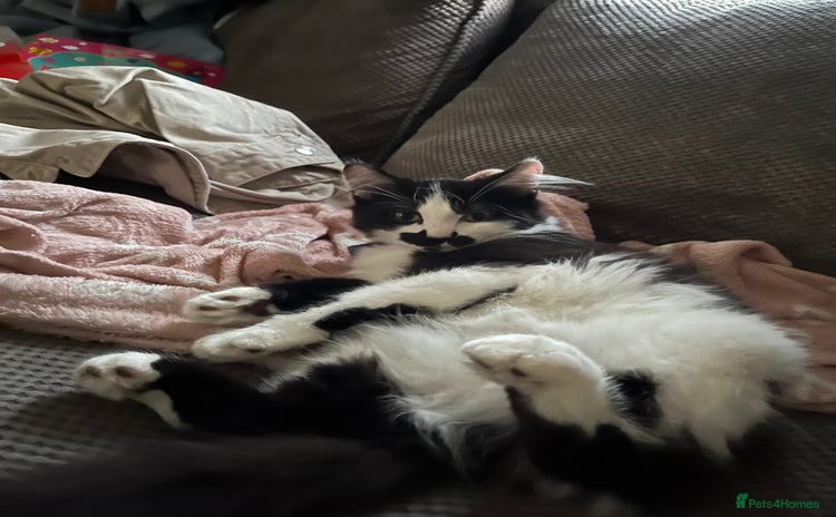 Domestic Shorthair cats Playful tuxedo boy - Advert 8