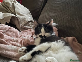 Domestic Shorthair cats for sale: Playful tuxedo boy - Advert 1