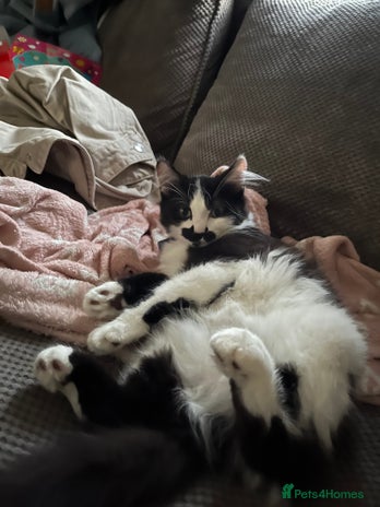 Domestic Shorthair cats Playful tuxedo boy - Advert 1