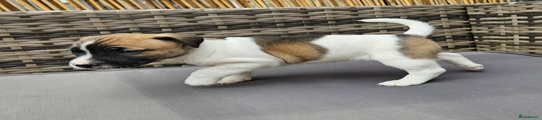 Jack Russell Puppy 2