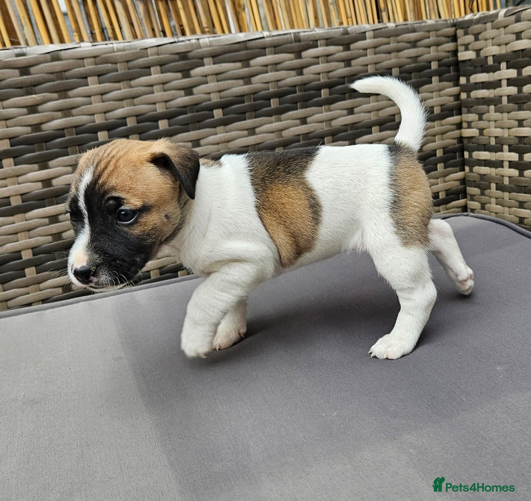 Jack Russell dogs for sale: Two Gorgeous Puppies  - Image 3