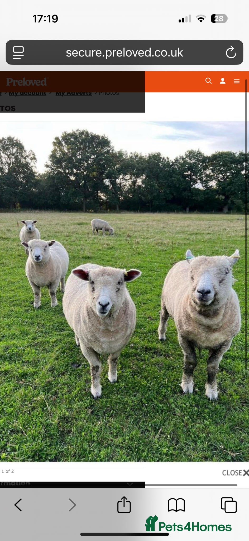 Sheep livestock 4 Ryeland sheep - great for smallholding/ grazing  - Advert 3