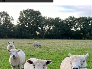 Sheep livestock 4 Ryeland sheep - great for smallholding/ grazing - Advert 3