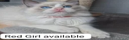 Ragdoll cats for sale: Blue BiColour Luxury Girls- READY to GP - Advert 2