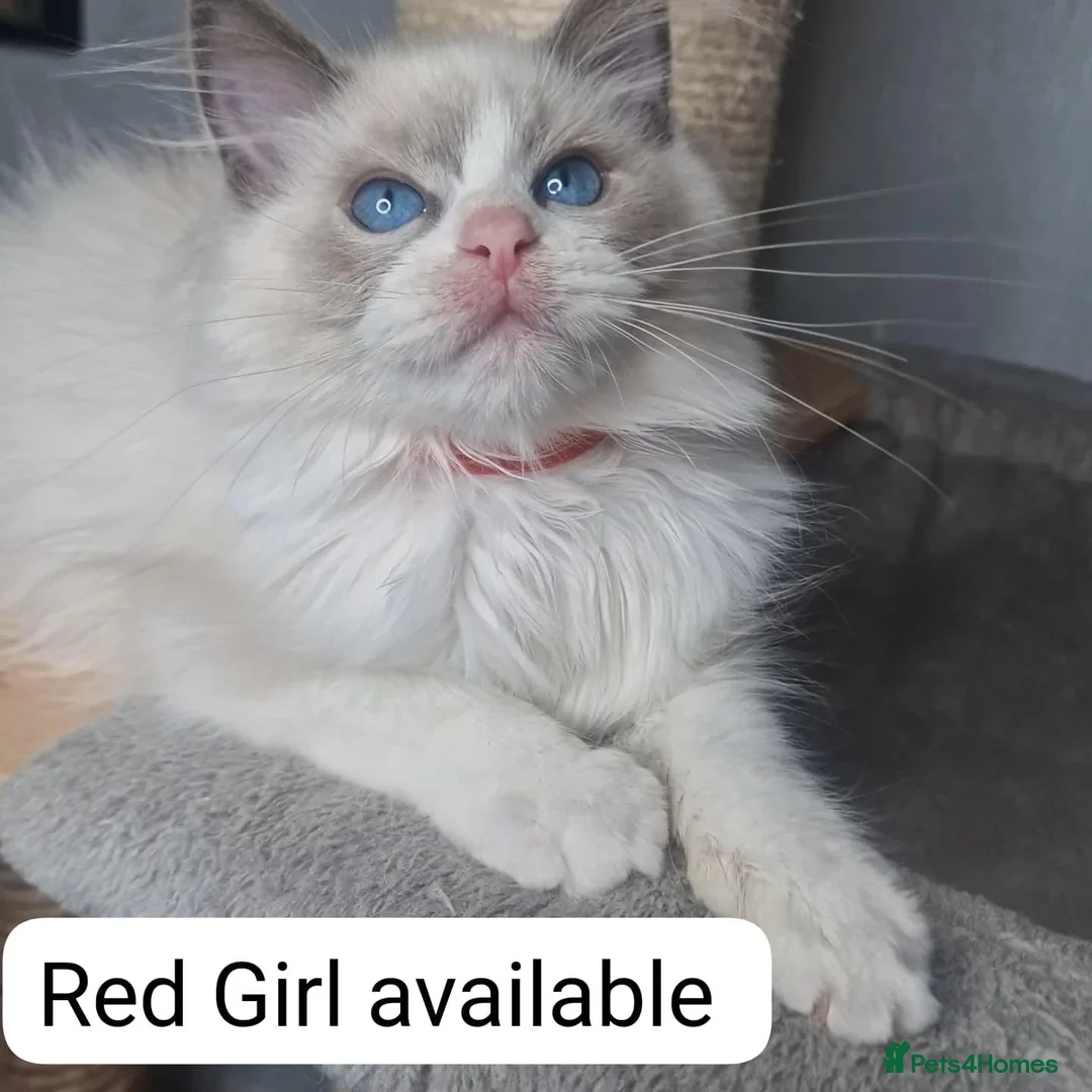 Ragdoll cats for sale: Blue BiColour Luxury Girls- READY to GP - Advert 2