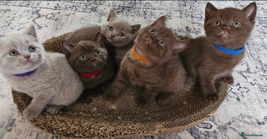 British Shorthair cats 🐾 British Shorthair Kittens Looking for Homes 🏡 - Advert 6