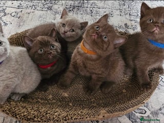 British Shorthair cats 🐾 British Shorthair Kittens Looking for Homes 🏡 - Advert 5