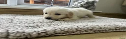 Golden Retriever dogs for sale: Our beautiful golden retriever pups - Advert 21