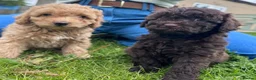 Cavapoo dogs for sale: F2 cavapoo boys  - Advert 9