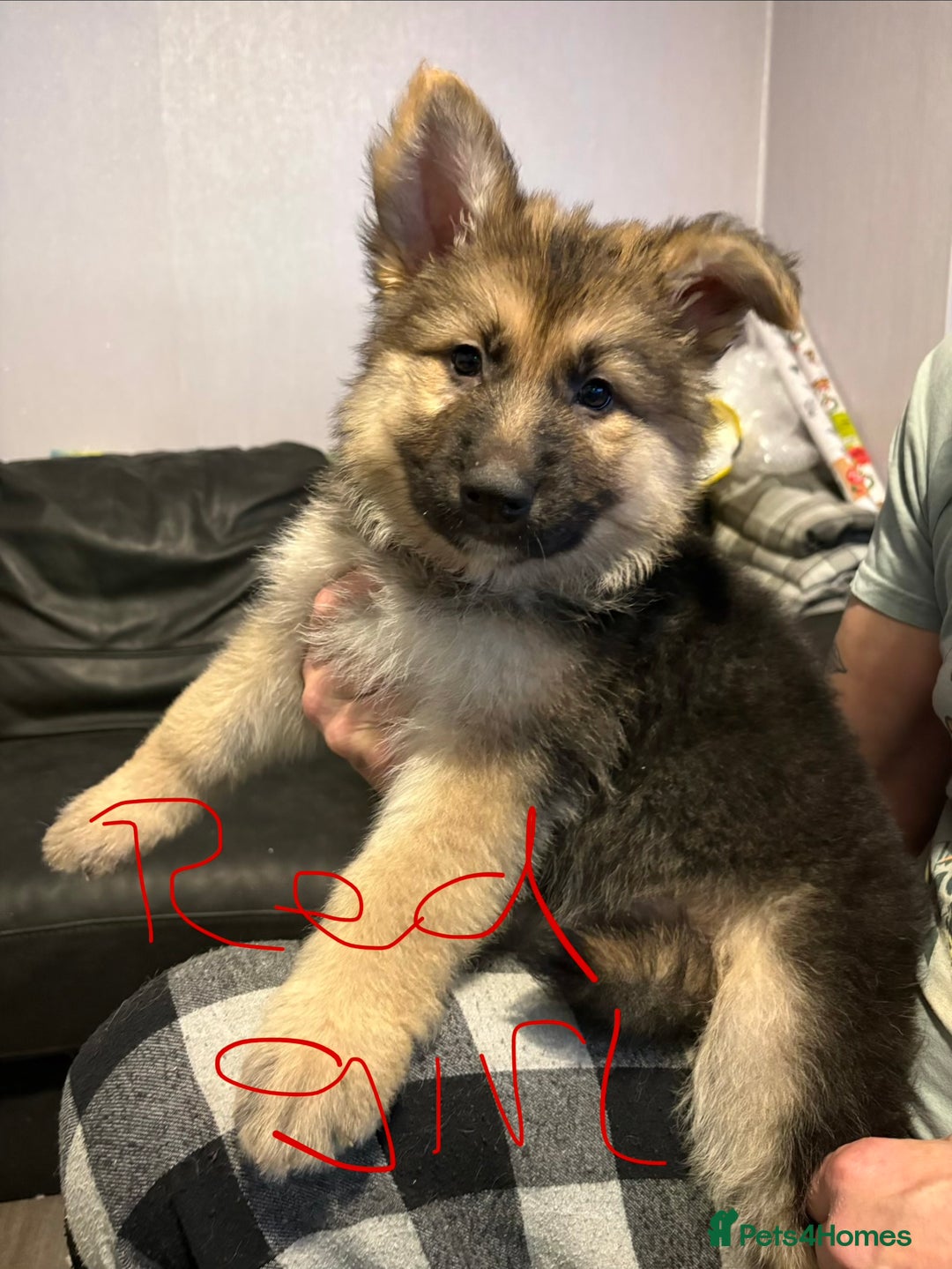 Mixed Breed dogs for sale: 4 stunning German shepherd pups for sale ready now - Advert 5