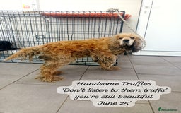Cocker Spaniel dogs for adoption: Truffles, 10+ yrs. Available for adoption. - Image 6
